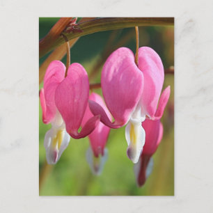 Bleeding Hearts Postcard
