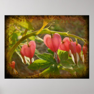 Bleeding Hearts Poster