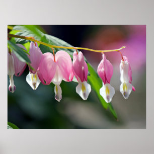Bleeding Hearts Spring Flowers Poster