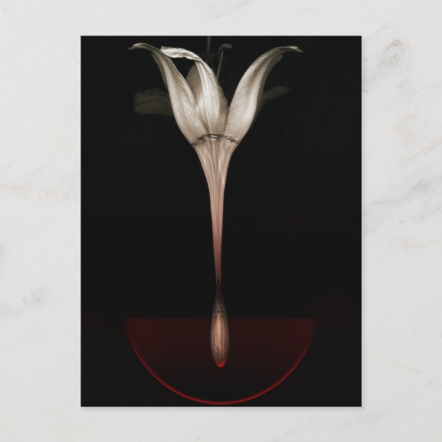 Bleeding lily 2013 postcard (Front)