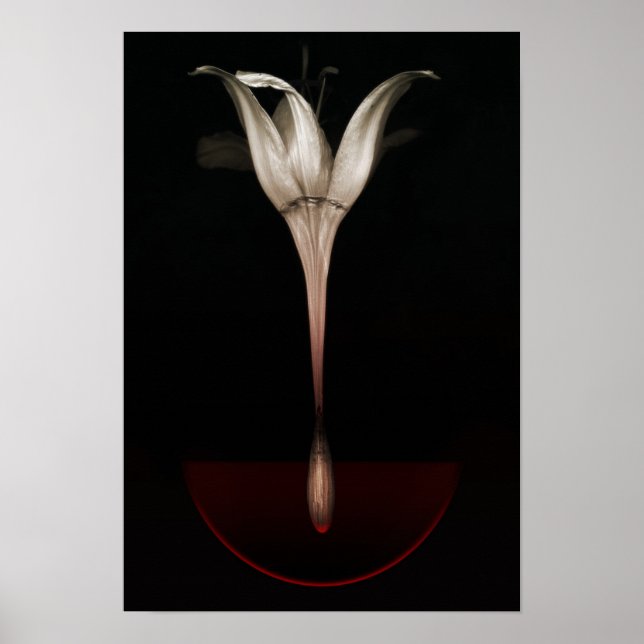 Bleeding lily 2013 poster (Front)