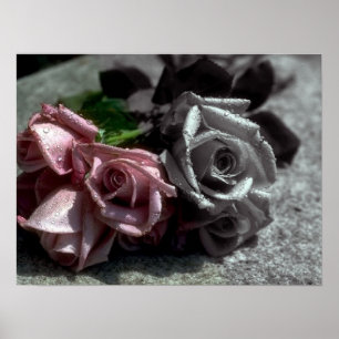 Blended roses, black, white & color poster
