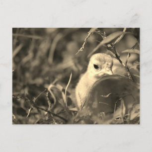 Blending In - Postcard