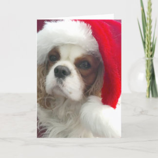 Blenheim Cavalier Christmas Card
