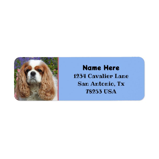 Blenheim Cavalier King Charles Return Address (Front)