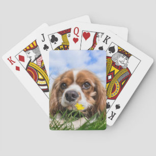 Blenheim Cavalier King Charles Spaniel Dog Playing Cards