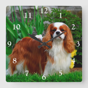 Blenheim Cavalier King Charles Spaniel Dog Square Wall Clock
