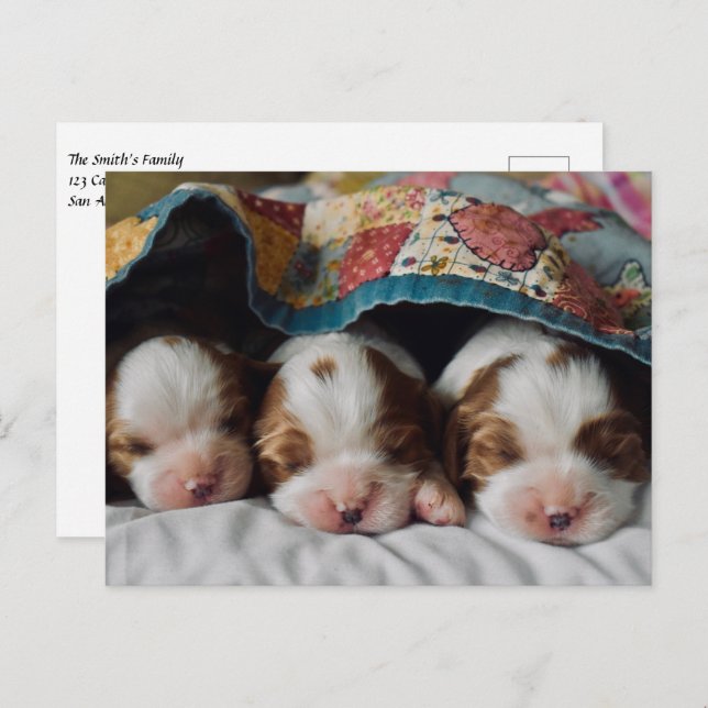 Blenheim Cavalier King Charles Spaniel Puppies Postcard (Front/Back)