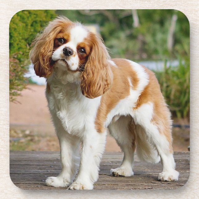Blenheim Cavalier King Charles Spaniel Puppy Dog Coaster (Front)