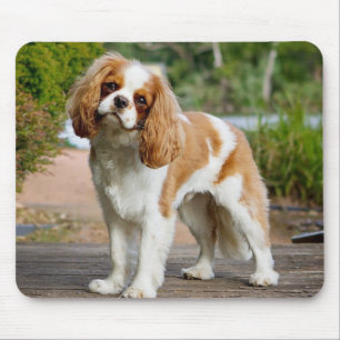 Blenheim Cavalier King Charles Spaniel Puppy Dog Mouse Mat