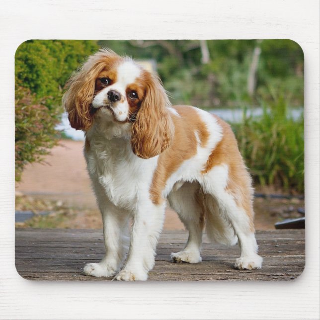 Blenheim Cavalier King Charles Spaniel Puppy Dog Mouse Mat (Front)