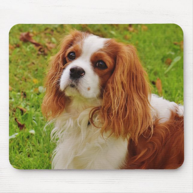 Blenheim Cavalier King Charles Spaniel Puppy Dog Mouse Mat (Front)