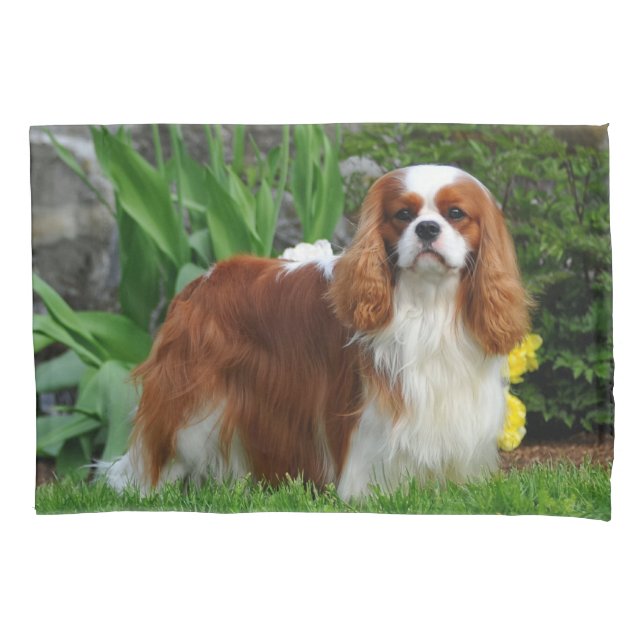 Blenheim Cavalier King Charles Spaniel Puppy Dog Pillowcase (Front)