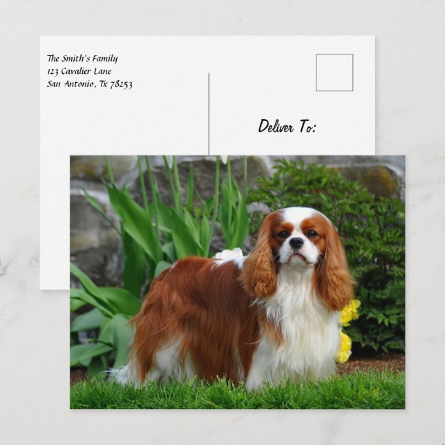 Blenheim Cavalier King Charles Spaniel Puppy Dog Postcard (Front/Back)