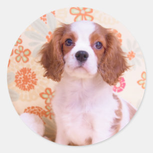 Blenheim Cavalier King Charles Spaniel Sticker