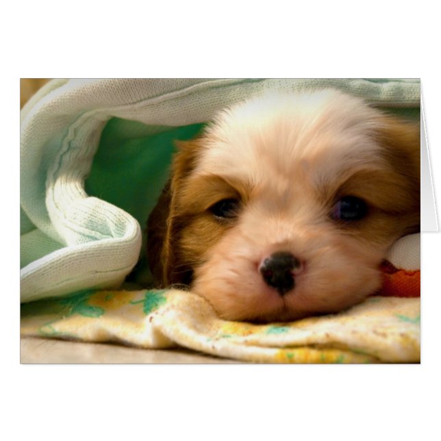 Blenheim puppy under blanket (Front Horizontal)