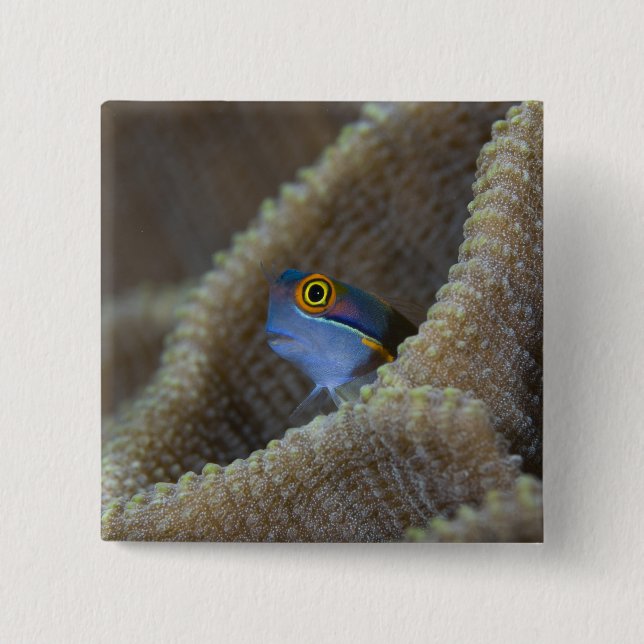Blenny fish Blenniidae) poking it's head out 15 Cm Square Badge (Front)