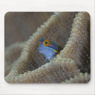 Blenny fish Blenniidae) poking it's head out Mouse Mat