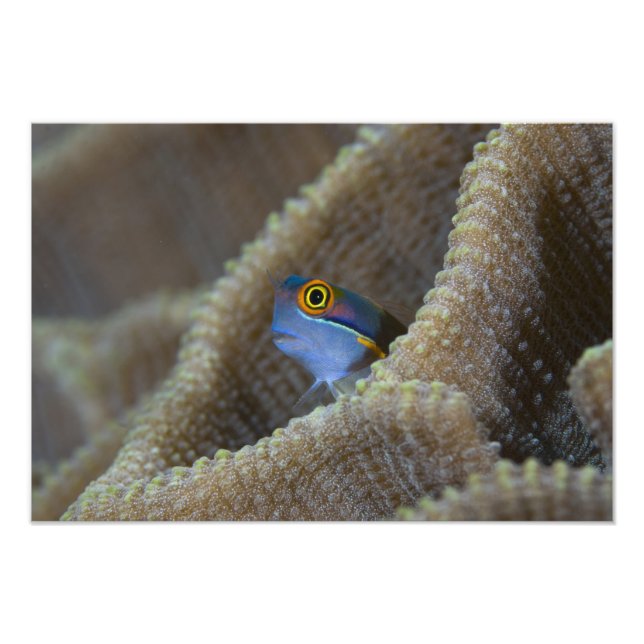 Blenny fish Blenniidae) poking it's head out Photo Print (Front)