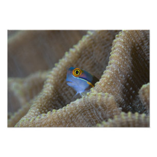 Blenny fish Blenniidae) poking it's head out Photo Print