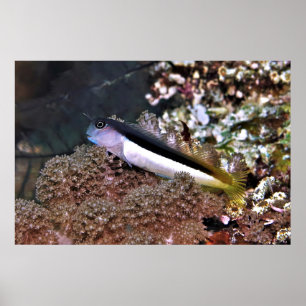 Blenny on the Rocks Poster