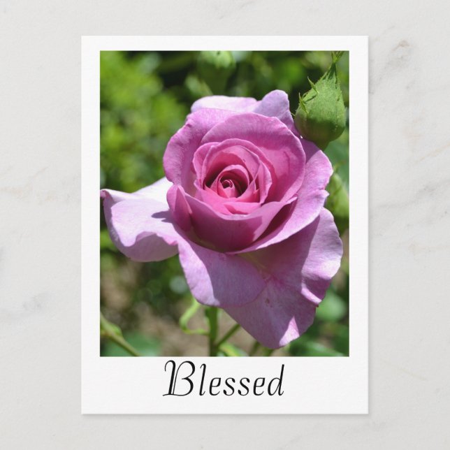 Blessings Rose Postcard (Front)
