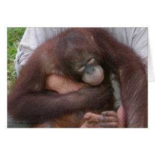 Blind Baby Orangutan Overcoming Disabilities