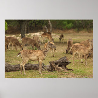 Blind Deer Poster