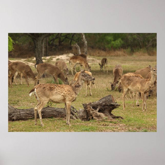 Blind Deer Poster (Front)