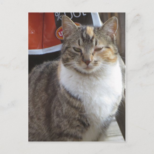Blinking Cat Postcard (Front)