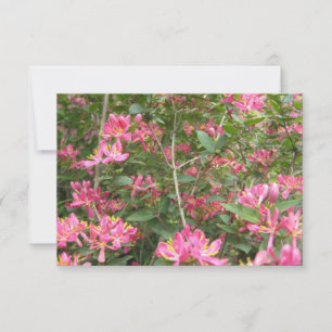 Blissful Blossoms