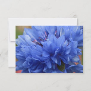 Blissful Blossoms butterfly blue flowera