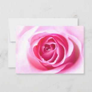 Blissful Rose