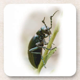 Blister Beetle - Meloidae Coaster