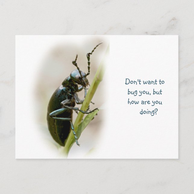 Blister Beetle - Meloidae Postcard (Front)