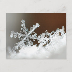 Blizzard of 2009 postcard