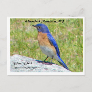 Bllue Bird, Adirondack Mountains, NY Postcard