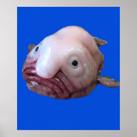 Blob Fish