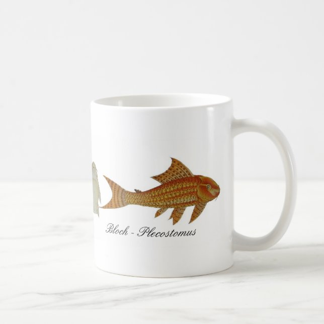 Bloch - Plecostomus mug (Right)