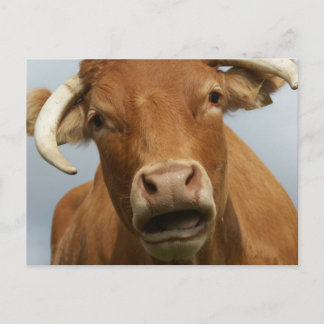 blöde kuh postcard
