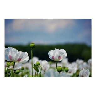 Bloemen veld, Papaver somneferum maanzaad bloem. Poster