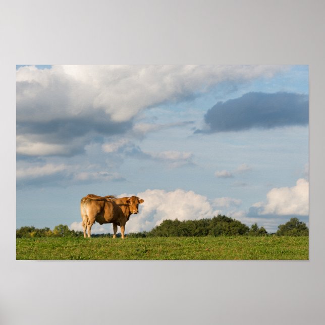Blond d'Aquitaine cow in Dordogne region, France Poster (Front)