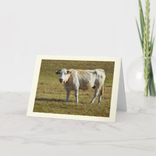 Blonde Aquitaine cow Holiday Card
