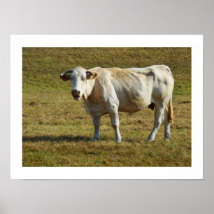 Blonde Aquitaine cow Poster