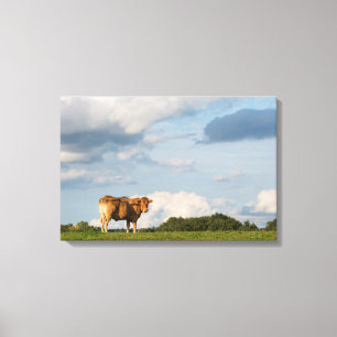 Blonde d'Aquitaine cow in Dordogne region, France Canvas Print