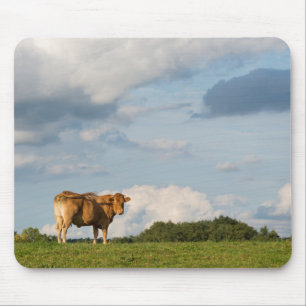 Blonde d'Aquitaine cow in Dordogne region, France Mouse Mat