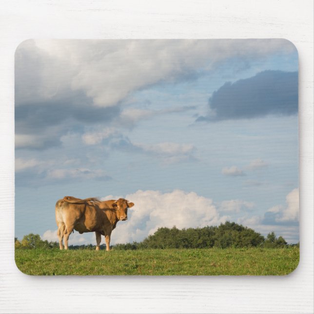 Blonde d'Aquitaine cow in Dordogne region, France Mouse Mat (Front)