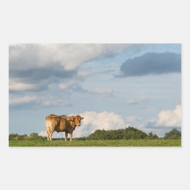 Blonde d'Aquitaine cow in Dordogne region, France Rectangular Sticker (Front)