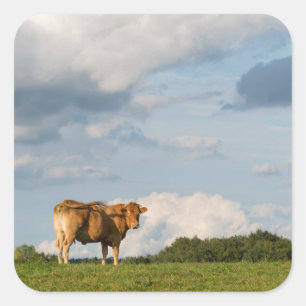 Blonde d'Aquitaine cow in Dordogne region, France Square Sticker