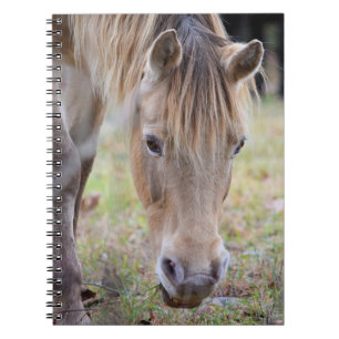 Blonde Horse Notebook